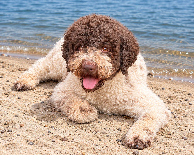 Barna-fehér lagotto romagnolo a homokos vízparton